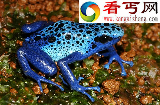 钴蓝箭毒蛙，遇到了千万不要碰（剧毒）