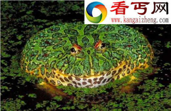 大嘴巴角蛙，一张大嘴占据一半身体(又叫招财蛙)