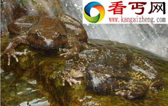 石蛙又叫棘胸蛙，主要生存在石头缝里面