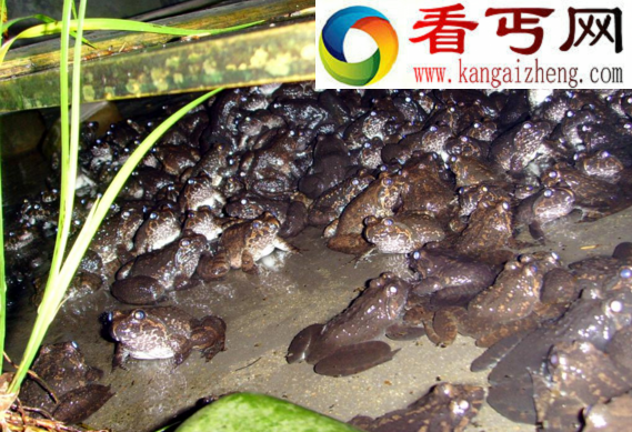 石蛙又叫棘胸蛙，主要生存在石头缝里面