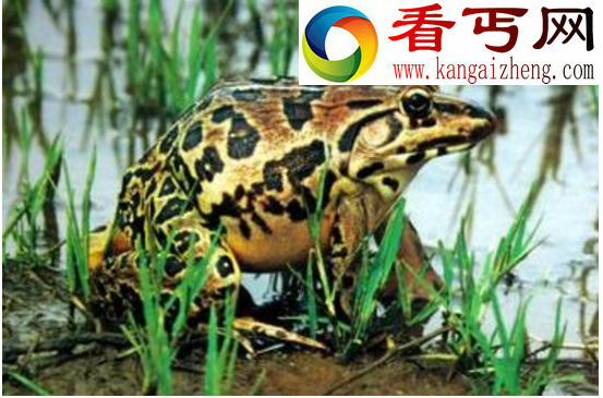 虎纹蛙，蛙类中的“猛虎”（吃蛙和老鼠）