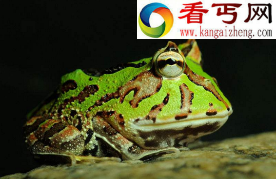 大嘴巴角蛙，一张大嘴占据一半身体(又叫招财蛙)