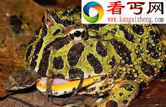 大嘴巴角蛙，一张大嘴占据一半身体(又叫招财蛙)