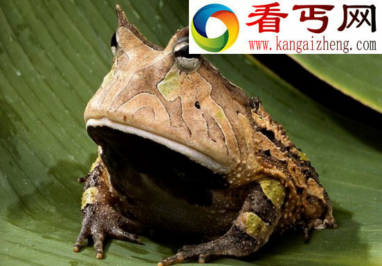 大嘴巴角蛙，一张大嘴占据一半身体(又叫招财蛙)