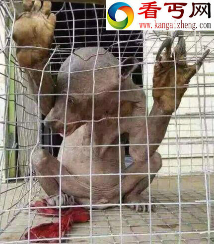 水猴子是什么，民间传说中吸食人血的水鬼