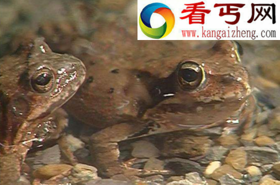雪蛤又称东北林蛙，东北三宝(雪蛤/熊胆/蜂蜜)