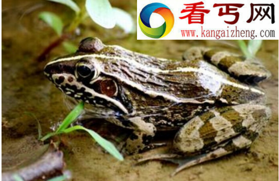 虎纹蛙，蛙类中的“猛虎”（吃蛙和老鼠）