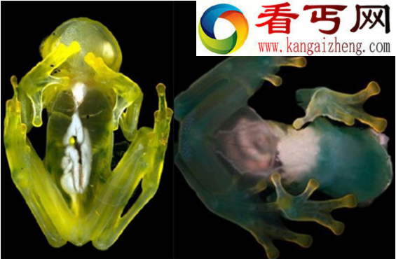 玻璃蛙，自带X光机(全身透明看得到心脏的跳动)