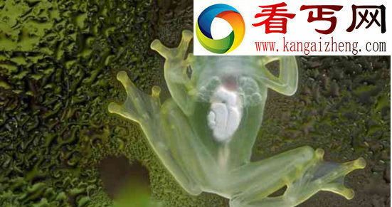 玻璃蛙，自带X光机(全身透明看得到心脏的跳动)