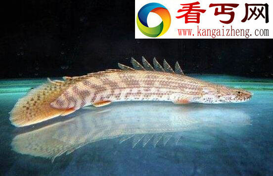 世界上最漂亮的恐龙王，鳄鱼恐龙王(绚丽多彩)