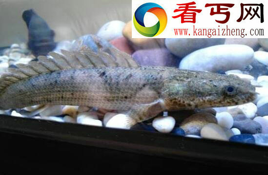 世界上最漂亮的恐龙王，鳄鱼恐龙王(绚丽多彩)