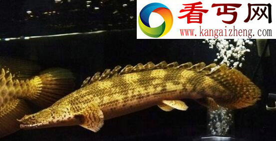 世界上最漂亮的恐龙王，鳄鱼恐龙王(绚丽多彩)