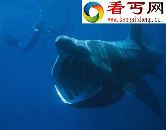世界上最温和的鲨鱼，姥鲨(专吃浮游生物)