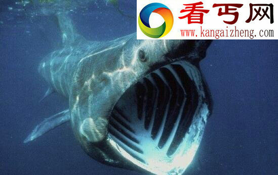 世界上最温和的鲨鱼，姥鲨(专吃浮游生物)