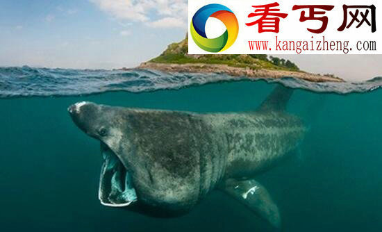 世界上最温和的鲨鱼，姥鲨(专吃浮游生物)