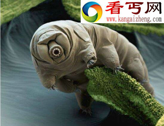 世界上最顽强的生命体，缓步动物(能在太空生存)