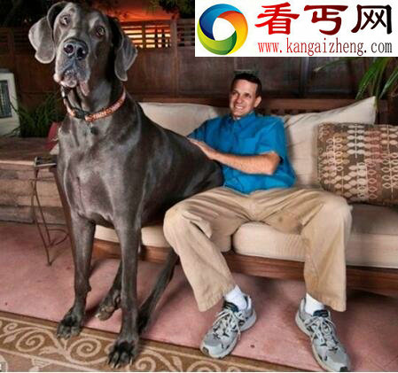 盘点十种世界最高大的狗，大丹狗比人还要高大(2.1米)