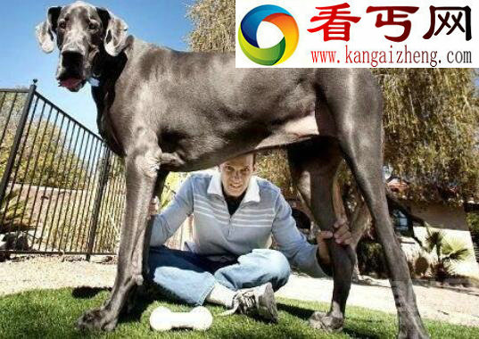 盘点十种世界最高大的狗，大丹狗比人还要高大(2.1米)