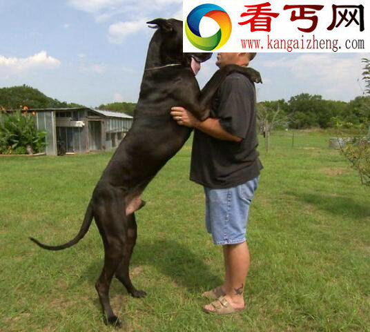 盘点十种世界最高大的狗，大丹狗比人还要高大(2.1米)