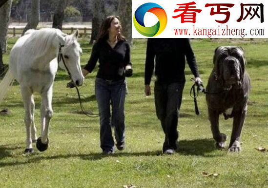 盘点十种世界最高大的狗，大丹狗比人还要高大(2.1米)