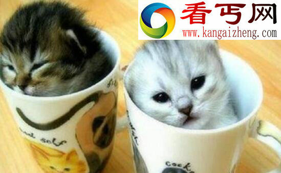 世界上最小的猫，茶杯猫图片大全