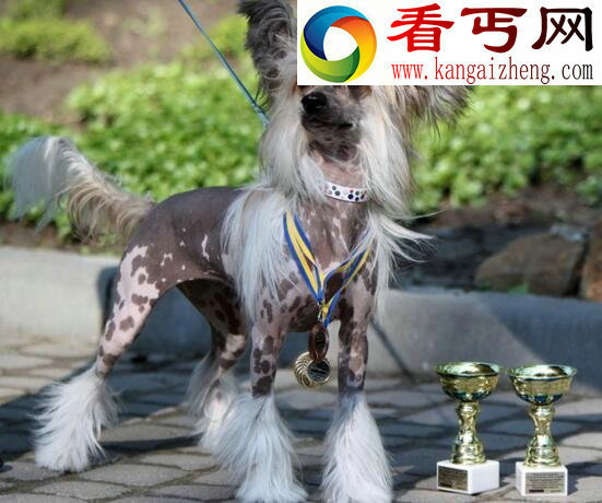 中国裸体犬,中国冠毛犬图片(花色无毛的玩具犬)