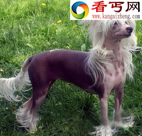 中国裸体犬,中国冠毛犬图片(花色无毛的玩具犬)