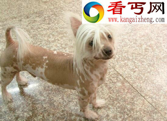 中国裸体犬,中国冠毛犬图片(花色无毛的玩具犬)