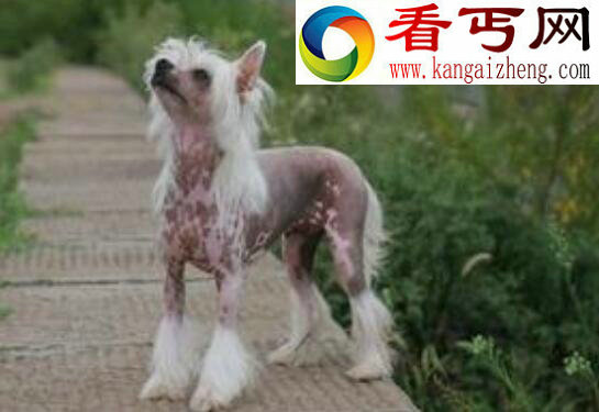 中国裸体犬,中国冠毛犬图片(花色无毛的玩具犬)