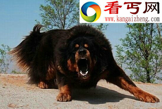盘点世界十大猎犬排名，中国藏獒居榜首(当之无愧)