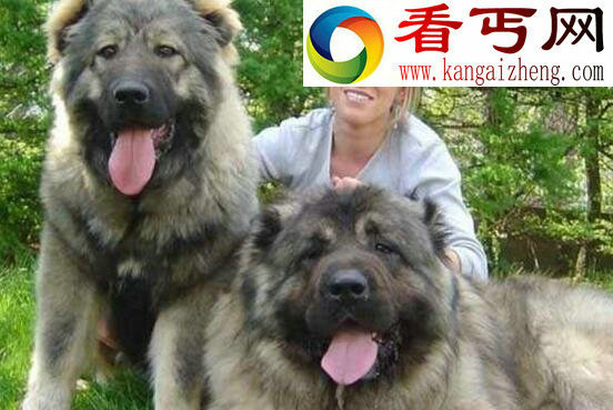 盘点世界十大猎犬排名，中国藏獒居榜首(当之无愧)
