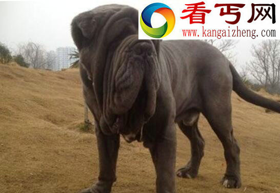 盘点世界十大猎犬排名，中国藏獒居榜首(当之无愧)