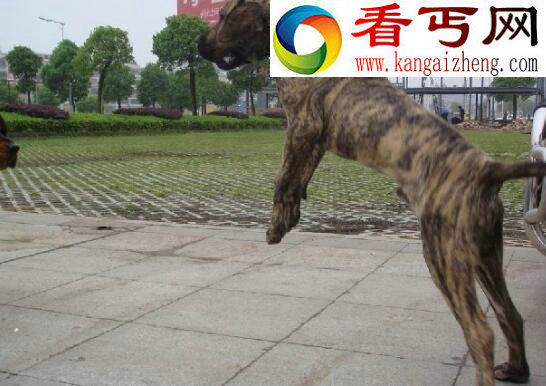盘点世界十大猎犬排名，中国藏獒居榜首(当之无愧)