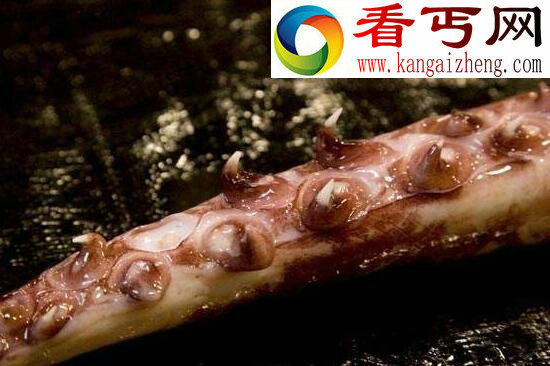 世界上最大的无脊椎动物，大王酸浆鱿(海怪原型)