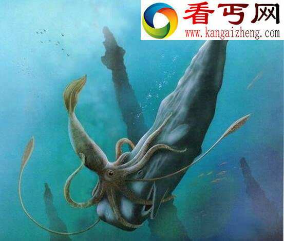 世界上最大的无脊椎动物，大王酸浆鱿(海怪原型)
