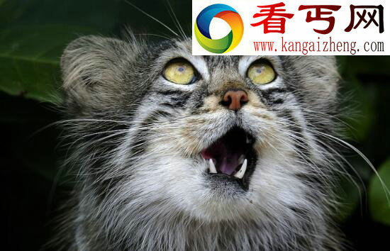 世界上表情最丰富的猫，兔狲(帕拉斯猫)