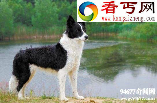 世界十大狗狗智商排名，边境牧羊犬智商第一
