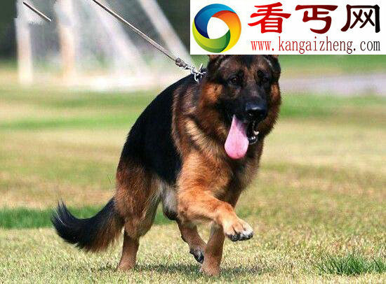 世界十大狗狗智商排名，边境牧羊犬智商第一