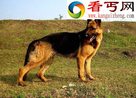 世界十大狗狗智商排名，边境牧羊犬智商第一