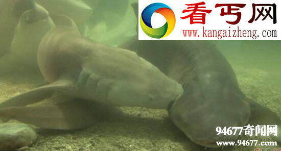 世界上最野蛮的鲨鱼,护士鲨边交配边撕咬