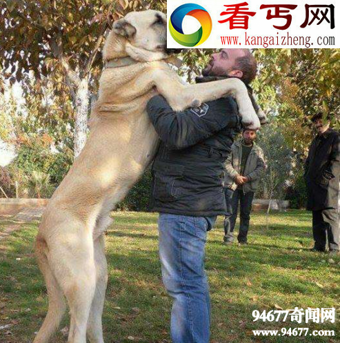 土耳其国宝坎高犬，堪比中国大熊猫（禁止售卖）