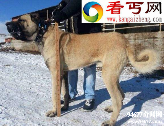 土耳其国宝坎高犬，堪比中国大熊猫（禁止售卖）