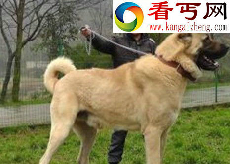 土耳其国宝坎高犬，堪比中国大熊猫（禁止售卖）