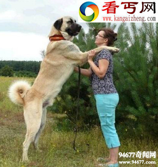 土耳其国宝坎高犬，堪比中国大熊猫（禁止售卖）