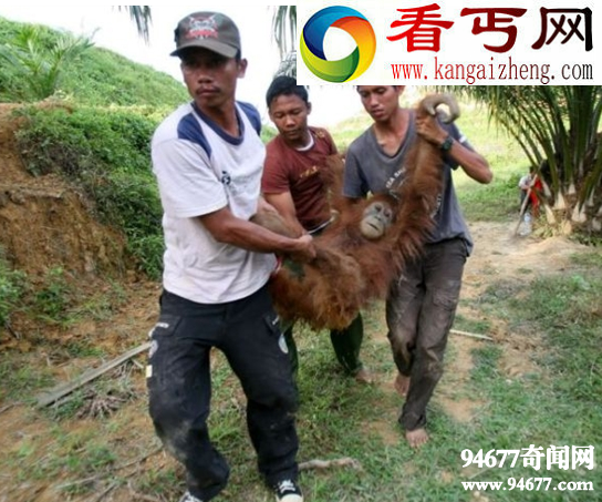苏门答腊猩猩将在25年后走向灭亡