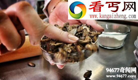 世界上最恶心的面包，将蟑螂磨成粉做成面包