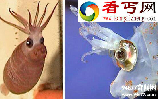 世界上最萌的章鱼，小猪章鱼(面带微笑眼底发光)