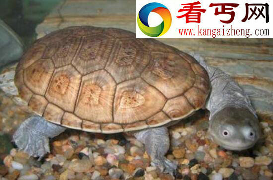 世界上龟头最长的乌龟，巨蛇颈龟疑是蛇颈龙后代（颈长35CM）