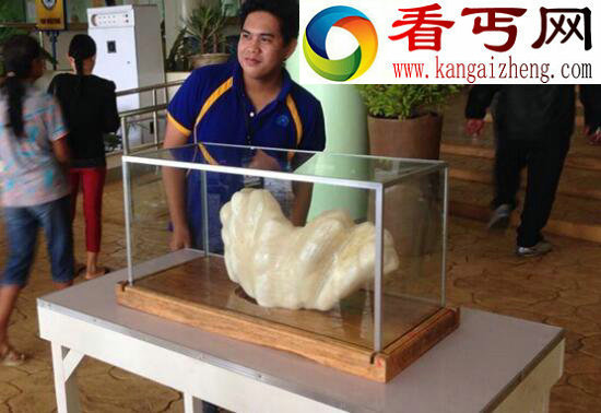 世界上最大的珍珠有多大，世界上最大的珍珠是如何被发现的