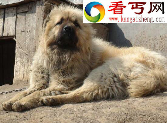 世界上最大的狗——高加索山脉犬（比人还要高大）